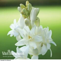 Polianthes Tuberosa 'The Pearl' -Flower Plants Shop polianth tub1