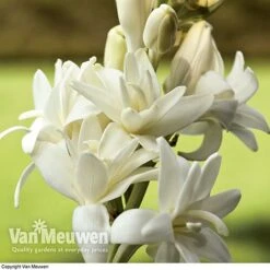 Polianthes Tuberosa 'The Pearl' -Flower Plants Shop polianth tub2