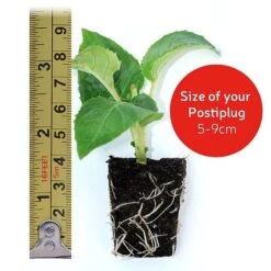 Petunia Surfinia® Collection -Flower Plants Shop postiplugsize