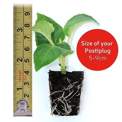 Osteospermum 'Falling Stars'™ 6 Osteospermum 'Falling Stars'™ - Image 4