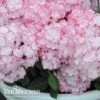 Hydrangea Macrophylla 'Miss Saori' -Flower Plants Shop sao