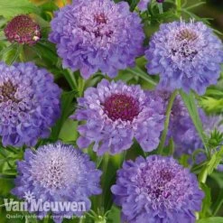 Garden Ready Perennial Collection -Flower Plants Shop scabiosa