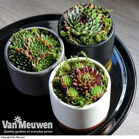 Sempervivum 'Mixed' 4 Sempervivum 'Mixed' - Image 2