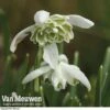 Snowdrops In The Green (Double Flowered) 1 Snowdrops In The Green (Double Flowered) -Flower Plants Shop snow v18342 b