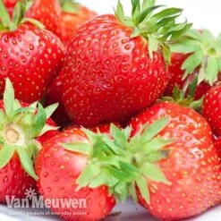 Strawberry 'Elsanta' (Pre-planted Baskets) -Flower Plants Shop strawbe
