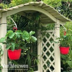 Strawberry 'Elsanta' (Pre-planted Baskets) -Flower Plants Shop strawberr