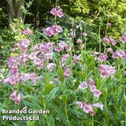 Penstemon 'Ice Cream Collection' -Flower Plants Shop strawberries