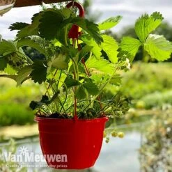 Strawberry 'Elsanta' (Pre-planted Baskets) -Flower Plants Shop strawberrybasket