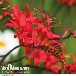 Summer Colour Bulb Collection -Flower Plants Shop summer bulb V46129 e