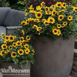 Sunflower SunBelievable™ 'Brown Eyed Girl' -Flower Plants Shop sunb