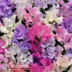 Sweet Pea 'Sweet Dreams Mixed' -Flower Plants Shop sweet21