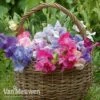 Sweet Pea 'Sweet Dreams Mixed' -Flower Plants Shop sweet31