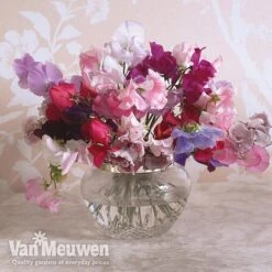 Sweet Pea 'Sweet Dreams Mixed' -Flower Plants Shop sweet5