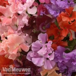 Sweet Pea 'Sweet Dreams Mixed' -Flower Plants Shop sweet51
