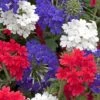 Verbena 'Union Jack' -Flower Plants Shop verbena union jack