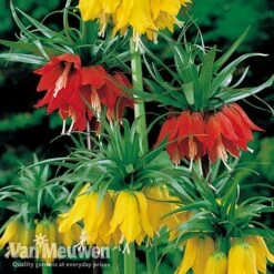 Fritillaria Imperialis 'Collection' -Flower Plants Shop vfrit duo