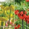 Fritillaria Imperialis 'Collection' -Flower Plants Shop vm duo