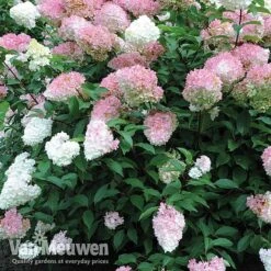Hydrangea Paniculata 'Vanille Fraise' 14 Hydrangea Paniculata 'Vanille Fraise' -Flower Plants Shop vmvan4