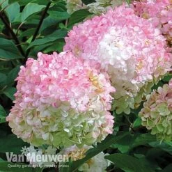 Hydrangea Paniculata 'Vanille Fraise' 15 Hydrangea Paniculata 'Vanille Fraise' -Flower Plants Shop vmvan5