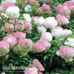 Hydrangea Paniculata 'Vanille Fraise' 16 Hydrangea Paniculata 'Vanille Fraise' -Flower Plants Shop vmvan6