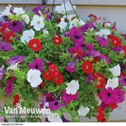 Petunia Surfinia® Collection -Flower Plants Shop vsurf