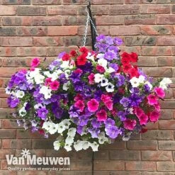 Petunia Surfinia® Collection -Flower Plants Shop vsurf2