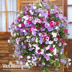 Petunia Surfinia® Collection -Flower Plants Shop vsurf3