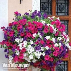 New Products -Flower Plants Shop vsurf4