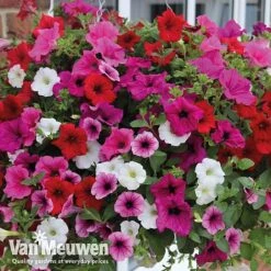 Petunia Surfinia® Collection -Flower Plants Shop vsurf5