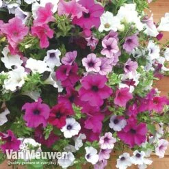Petunia Surfinia® Collection -Flower Plants Shop vsurf6