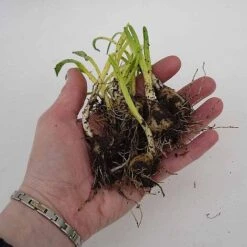 English Bluebells -Flower Plants Shop z BLUE P7146 C h