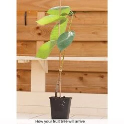 Patio Fruit Tree Collection -Flower Plants Shop z COLL T56849 B h