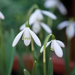 Snowdrops In The Green -Flower Plants Shop z GALA NIVALIS T00739