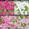 Nerine Bowdenii Collection 1 Nerine Bowdenii Collection -Flower Plants Shop z NERINE1