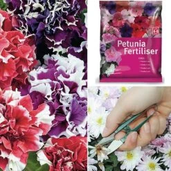 Petunia 'Orchid-Flowered Mixed' F1 Hybrid Success Kit