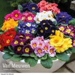 Most Scented Bumper Pack -Flower Plants Shop z Primrose Husky Mixed