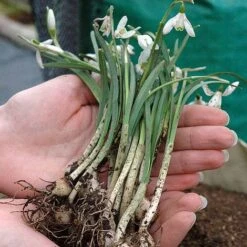Snowdrops In The Green -Flower Plants Shop z SNOW P88372 B h