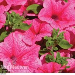 Petunia 'Surfinia' Pre-Planted Basket -Flower Plants Shop z pet2