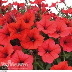 Petunia 'Surfinia' Pre-Planted Basket -Flower Plants Shop z pet4