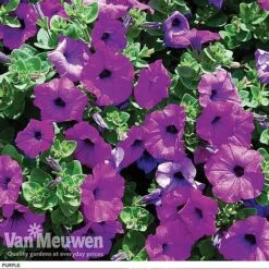 Petunia 'Surfinia' Pre-Planted Basket -Flower Plants Shop z pet5