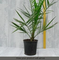 Phoenix Palm -Flower Plants Shop z phoenix palm1