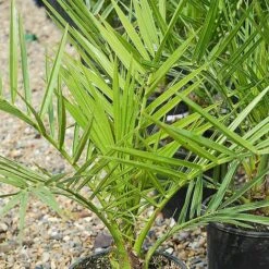 Phoenix Palm -Flower Plants Shop z phoenix palm2