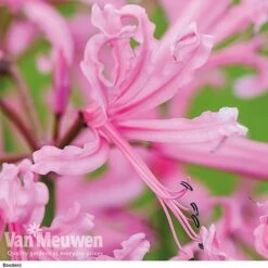 Nerine Bowdenii Collection -Flower Plants Shop z pink