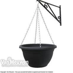 Viola (Ice Babies) 'Teardrops Mixed' (Pre-planted Hanging Basket) -Flower Plants Shop z vm pre plantedbasket