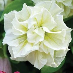 Petunia 'Frills & Spills™ Mixed' -Flower Plants Shop z z PETU T16421 A h