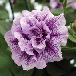 Petunia 'Frills & Spills™ Mixed' -Flower Plants Shop z z PETU T16422 A h