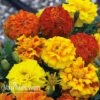 Marigold F1 'Zenith Mixed' -Flower Plants Shop zenith
