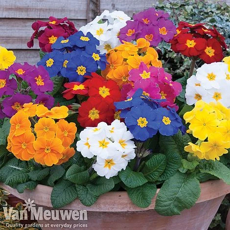 Flower Plants Shop -Flower Plants Shop POLY 60767V A